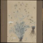 [Drosera rotundifolia, Drosera intermedia, Drosera longifolia] Chrysanthème insecticide ou Pyrèthre  [...]
