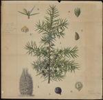 [Juniperus communis] Genévrier commun