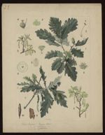 [Quercus robur var. sessiliflora] Chêne sessile. [Quercus robur var. pedunculata] Chêne pédonculé