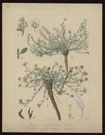 [Anacyclus pyrethrum] Pyrèthre d'Afrique. [Corrigiola telephiifolia] Corrigiole