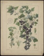 [Ribes nigrum] Cassissier