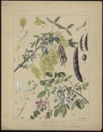[Cytisus laburnum] Cytise. [Robinia pseudoacacia] Robinier faux-acacia