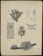 [Evernia prunastri] Lichen du chêne. [Evernia furfuracea] Lichen
