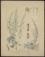 [Artemisia absinthium] Absinthe. [Artemisia maritima] Armoise marithime