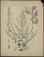 [Artemisia vulgaris] Armoise commune