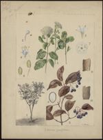 [Viburnum prunifolium] Viorne à feuille de prunier