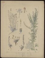 [Artemisia mutellina] Génépi blanc. [Artemisia glacialis, Artemisia spicata] Génépi. [Artemisia vill [...]