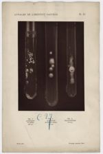 Annales de l'Institut Pasteur - Planche XI - Fig. 1 Achorion en godets (42e jour) ; Fig. 2 Achorion  [...]