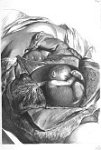 Mulieris ultra septem menses gravidae apertum abdomen - Anatomia humani corporis