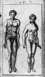 [Éventration d'un homme et d'une femme] - Joannis Munnicks anatomia nova