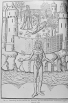 Erschaffung der Eva und Bau des Menschen; aus dem niederländischen Bartholomeus Anglicus, Haarlem 14 [...]