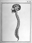 Ensemble du système cérébro-spinal, vu de profil par le côté gauche, et dans ses rapports naturels a [...]