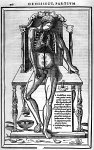 [Anatomie du thorax] - De dissectione partium corporis humani libri tres