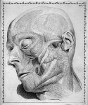 [Les muscles de la face] - Jo. Dominici Santorini anatomici summi Septemdecim tabulae quas nunc prim [...]