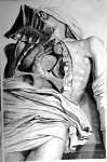 Sternum, pericardium, cor, pulmones, thymus - Anatomia humani corporis