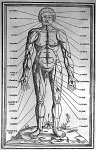 [Les parties du corps (vu de face)] - La dissection des parties du corps humain