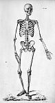 Le squelette d'un capitaine de vaisseau - Anatomie de l'homme ou description et figures lithographié [...]