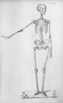 [Squelette vu de face, bras droit levé] - Anatomie de l'homme ou description et figures lithographié [...]