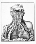 [Le coeur et ses liaisons avec les différentes parties du corps] - Tabulae neurologicae ... cardiaco [...]