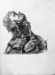 A series of engravings explaining the course of the nerves