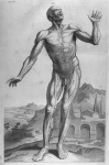 The external muscles as they appear in their proper situation - The anatomy of human bodies