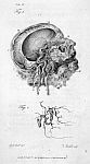 The internal carotid, the vertebral and internal maxillary arteries, as seen upon making a vertical  [...]