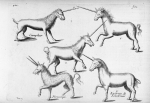 Camphur, pirassoipi, licornes de Jonstinus - Histoire générale des drogues simples et composées