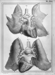 [Coeur et poumons, avec les gros vaisseaux qui unissent ces organes] - Manuel d'anatomie descriptive [...]