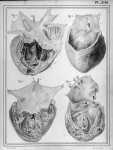 [Cavités du coeur] - Manuel d'anatomie descriptive du corps humain