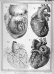 [Ventricule gauche du coeur ouvert, vaisseaux des parties antérieure et postérieure du coeur, origin [...]