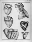 [Structure du coeur] - Manuel d'anatomie descriptive du corps humain