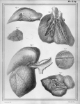 [Artère pulmonaire, poumons, trajets des nerfs dans les poumons] - Manuel d'anatomie descriptive du  [...]