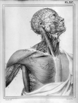 [Artères de la poitrine, du cou et de la tête] - Manuel d'anatomie descriptive du corps humain