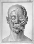[Artères de la face] - Manuel d'anatomie descriptive du corps humain