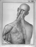[Artères de la nuque, du dos et de l'épaule] - Manuel d'anatomie descriptive du corps humain