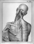 [Artères de la partie postérieure du col et de l'épaule] - Manuel d'anatomie descriptive du corps hu [...]
