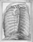 [Artère aorte thoracique et les branches qui en naissent] - Manuel d'anatomie descriptive du corps h [...]