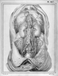 [Aorte abdominale et les artères qui en proviennent] - Manuel d'anatomie descriptive du corps humain
