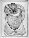 [Artères de l'estomac et du foie] - Manuel d'anatomie descriptive du corps humain