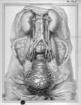 [Artères de l'utérus chez une femme morte six jours après l'accouchement] - Manuel d'anatomie descri [...]
