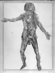 [Système artériel de toute la partie antérieure du corps, sur un cadavre d'enfant] - Manuel d'anatom [...]