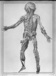 [Artères de la partie postérieure du corps] - Manuel d'anatomie descriptive du corps humain
