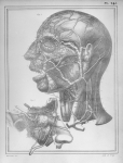[Veines superficielles de la tête et du cou, veines de l'oeil] - Manuel d'anatomie descriptive du co [...]