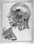 [Veines profondes de la tête et du cou, veines de l'oeil] - Manuel d'anatomie descriptive du corps h [...]