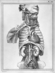 [Veines du cou, de la poitrine et de l'abdomen] - Manuel d'anatomie descriptive du corps humain