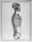[Coupe verticale du corps] - Manuel d'anatomie descriptive du corps humain