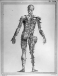 [Veines de la partie postérieure du corps] - Manuel d'anatomie descriptive du corps humain