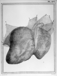 [Vaisseaux lymphatiques qui occupent la face convexe du foie] - Manuel d'anatomie descriptive du cor [...]