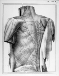 [Vaisseaux lymphatiques de la partie inférieure du cou, du dos, des lombes et de la partie supérieur [...]