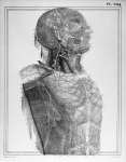 [Vaisseaux lymphatiques superficiels de la tête et de la poitrine] - Manuel d'anatomie descriptive d [...]